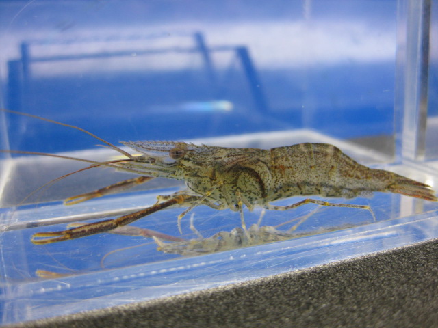 画像4: テナガエビ　（やや中）