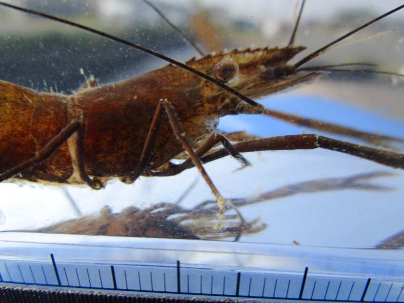 画像1: テナガエビ　（やや大：片手欠損）