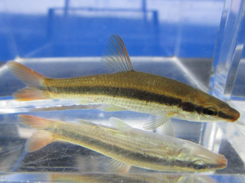 画像13: ムギツク　（約4〜5cm）　兵庫産　３匹セット