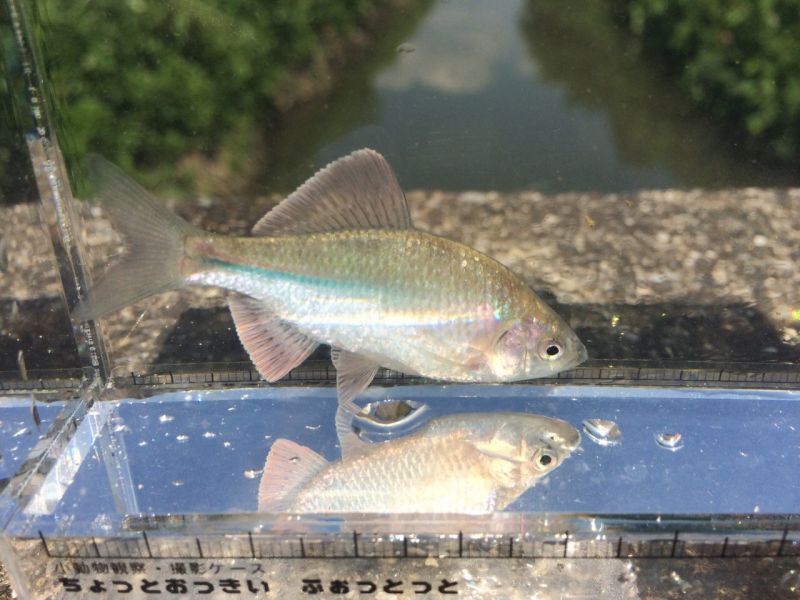 画像2: カネヒラ　（小）　琵琶湖水系産　３匹