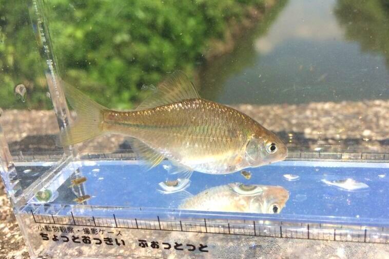 画像1: カネヒラ　（小）　琵琶湖水系産　３匹