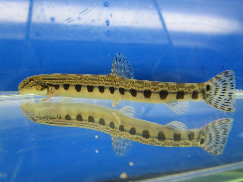 画像4: ニシシマドジョ　（約7〜8cm）　愛知産