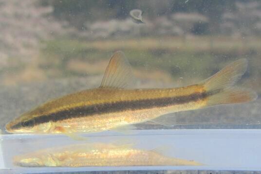 画像8: ムギツク　（約4〜5cm）　兵庫産　３匹セット