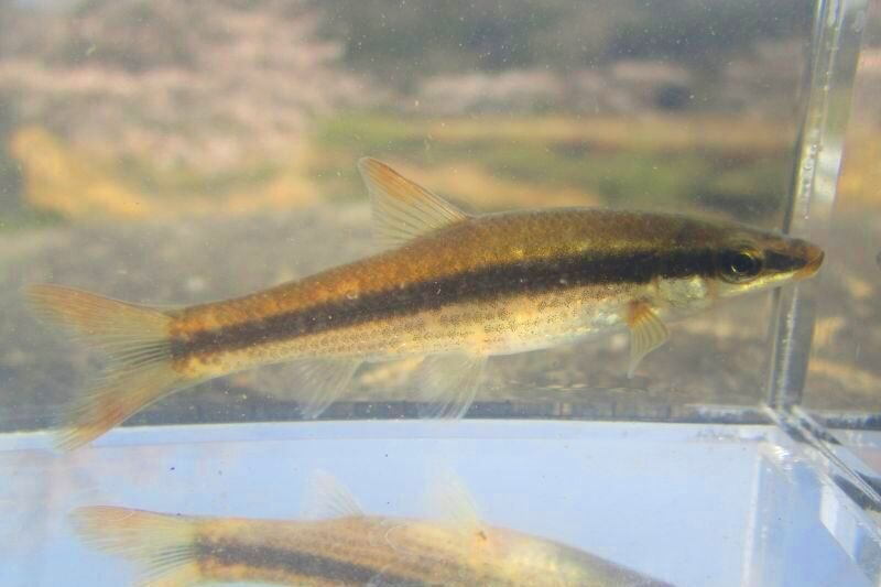 画像10: ムギツク　（約4〜5cm）　兵庫産　３匹セット