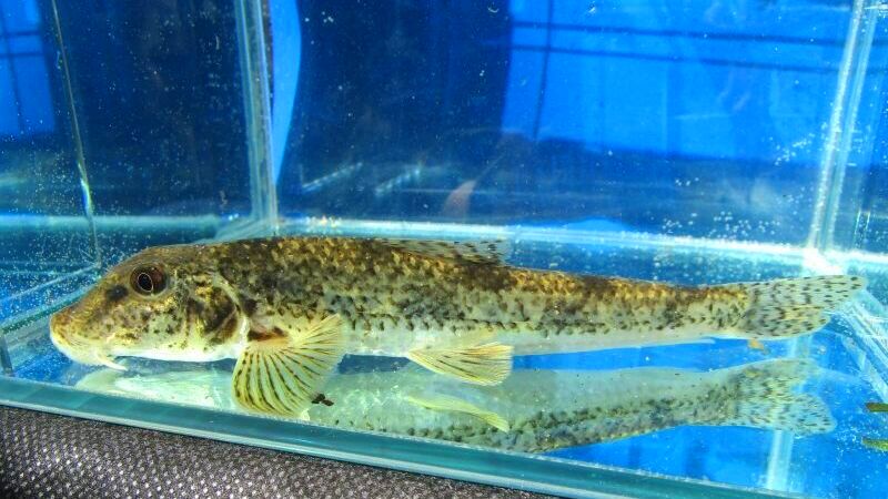 画像4: カマツカ　（大）　兵庫産