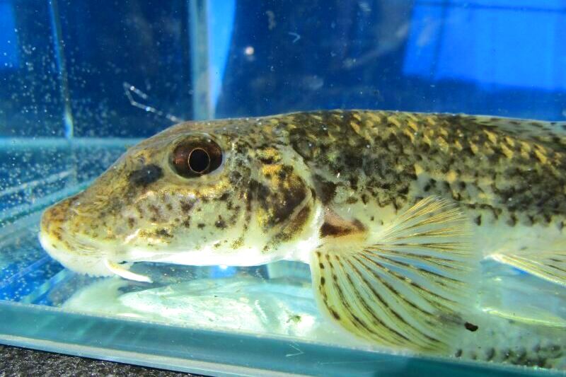 画像2: カマツカ　（大）　兵庫産