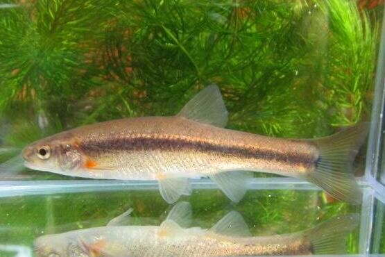 画像1: アブラハヤ　（中）　山形産