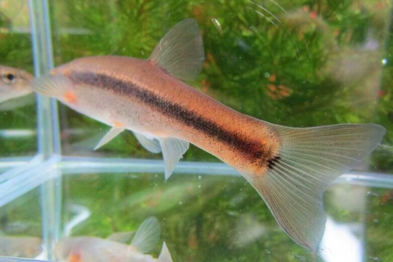 画像2: アブラハヤ　（中）　山形産