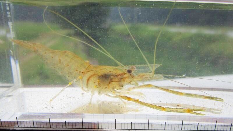 画像2: テナガエビ　（中：片手欠損）