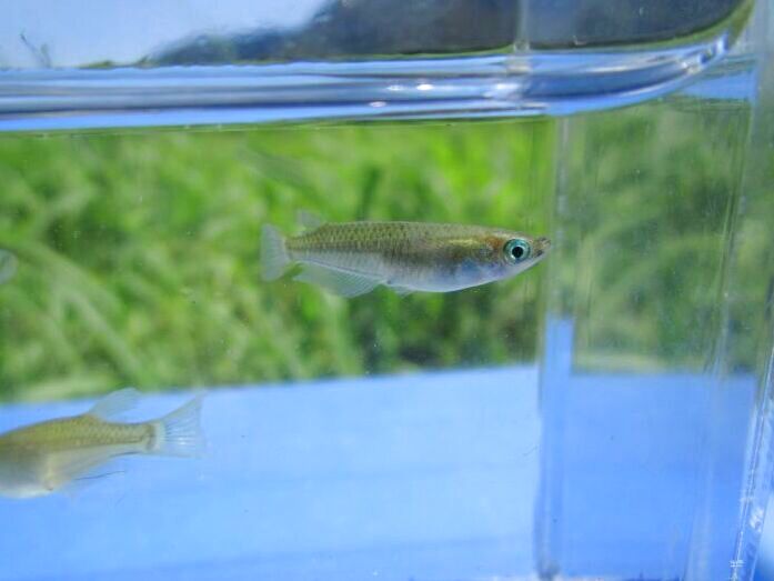 画像5: ミナミメダカ　兵庫瀬戸内側産　２０匹