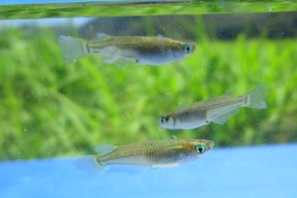 画像7: ミナミメダカ　兵庫瀬戸内側産　２０匹