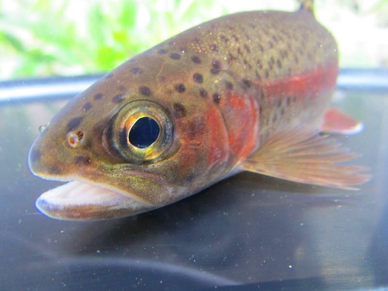 画像10: ニジマス　（大）　北海道産