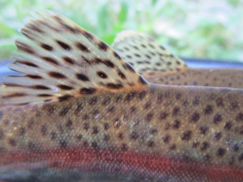 画像6: ニジマス　（大）　北海道産