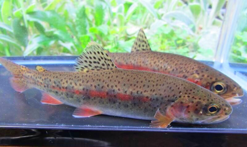 画像8: ニジマス　（大）　北海道産