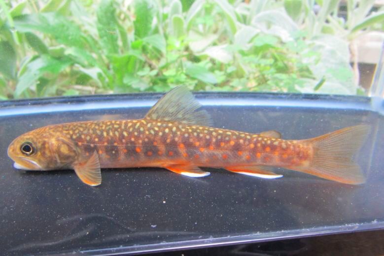 画像8: オショロコマ　（やや大）　３匹セット