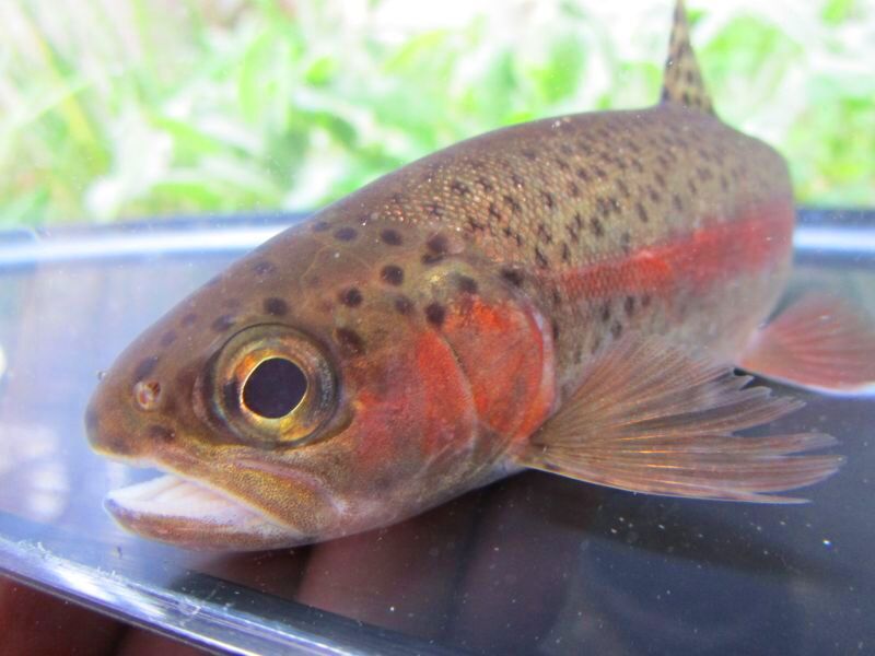 画像2: ニジマス　（大）　北海道産