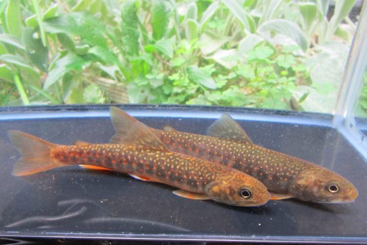 画像6: オショロコマ　（やや大）　３匹セット