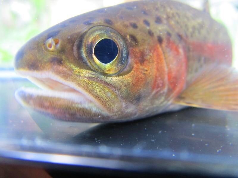 画像7: ニジマス　（大）　北海道産