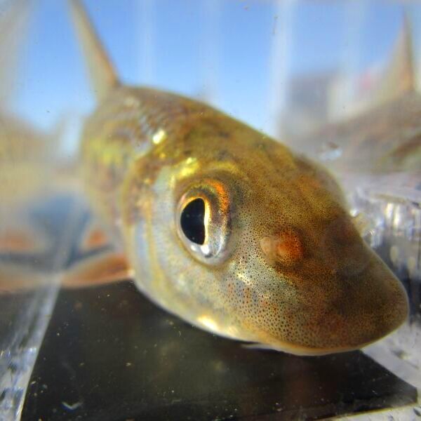 画像5: ニゴイ　（約8〜9cm）　福井産