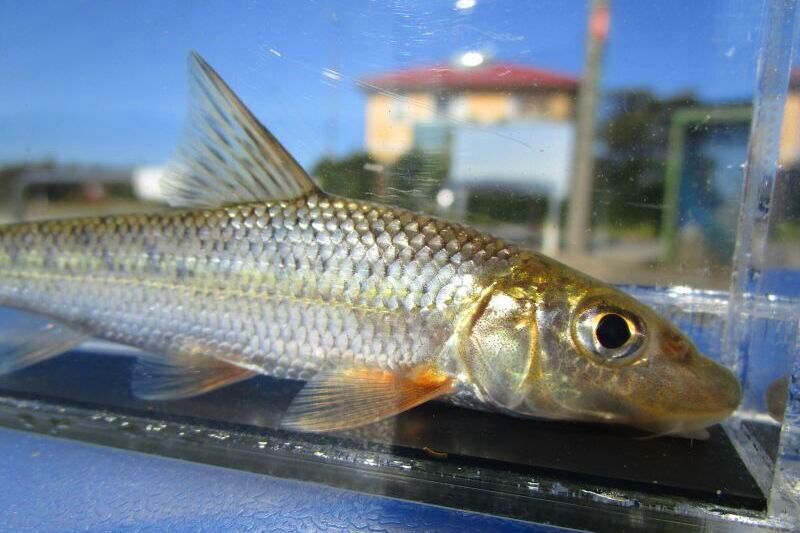 画像6: ニゴイ　（約8〜9cm）　福井産