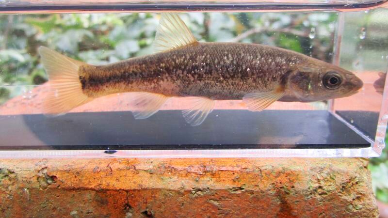 画像2: タカハヤ　（約7〜9cm）　愛媛産