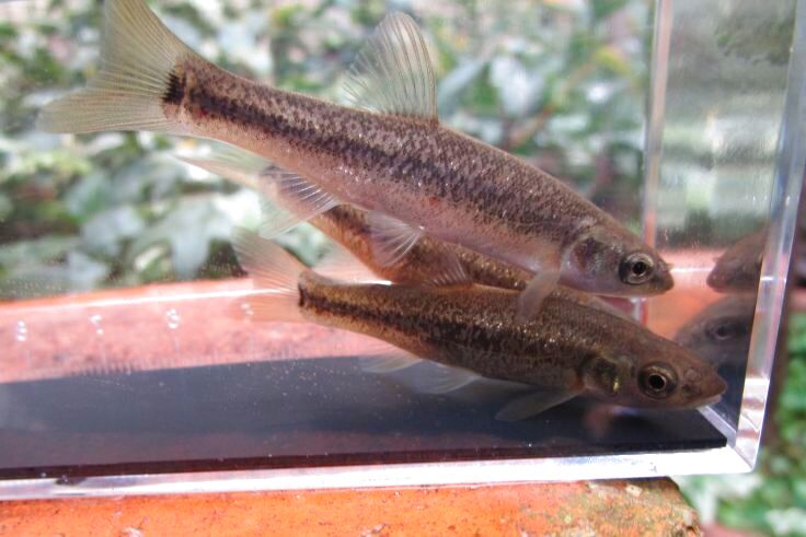 画像6: タカハヤ　（仔）　大阪産　７匹セット