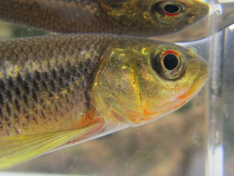 画像15: カワムツ　（やや大）　和歌山産