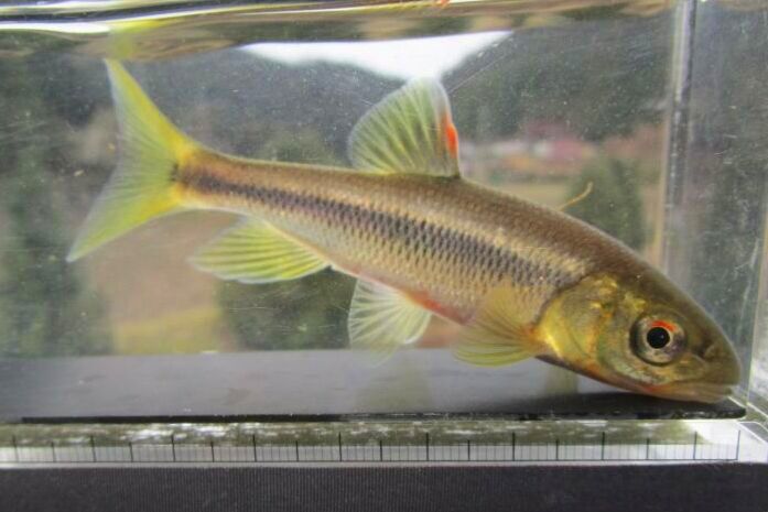 画像13: カワムツ　（やや大）　和歌山産