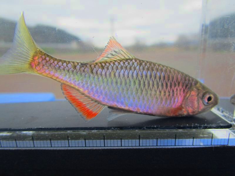 画像1: ヤリタナゴ　（約6cm）　兵庫日本海側産　１ペア