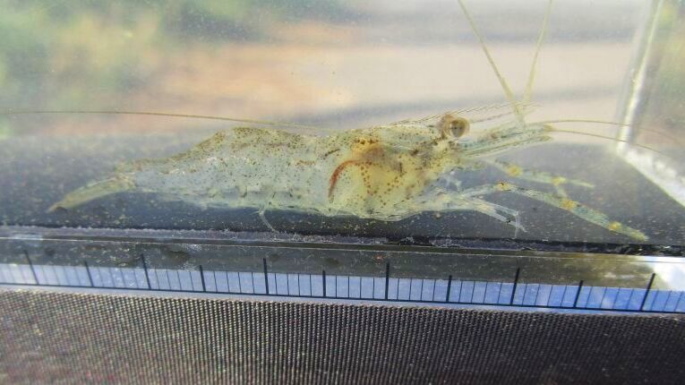 画像1: テナガエビ　（小）