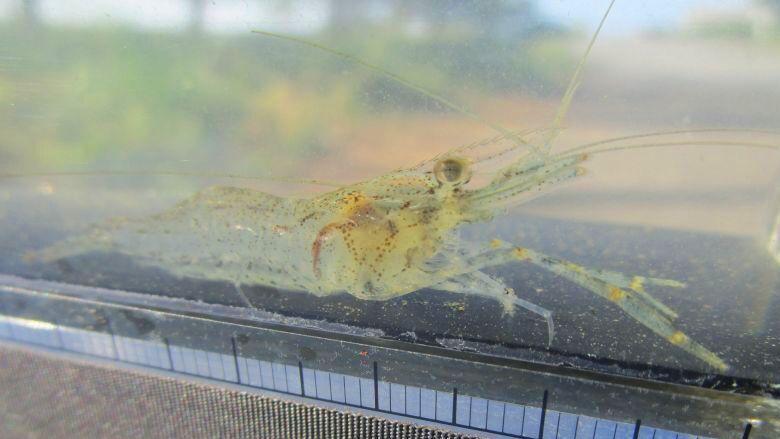 画像3: テナガエビ　（小）