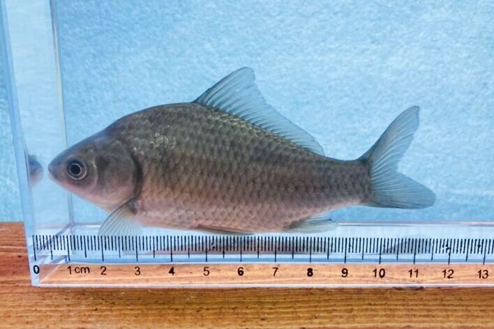 画像1: ヘラブナ　（約8〜9cm）　福岡産