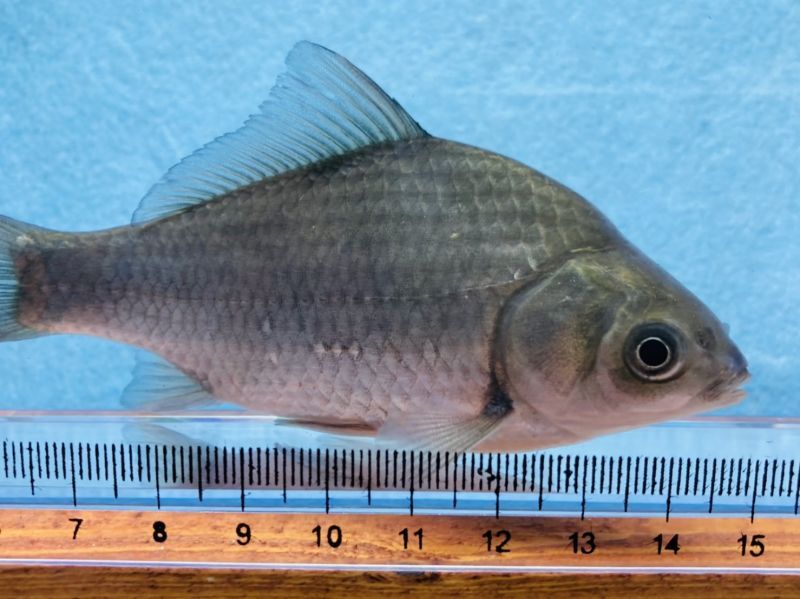 画像5: ヘラブナ　（約8〜9cm）　福岡産