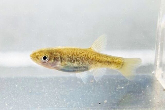 画像1: タカハヤ　（約3〜5cm）　愛媛産　２匹