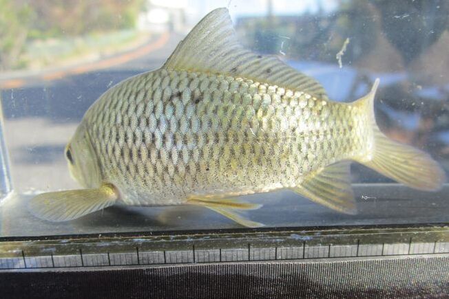 画像3: コイ　（約11cm）　福岡産