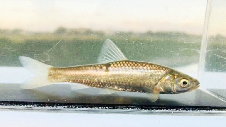 画像1: タモロコ　（やや大）　福岡産