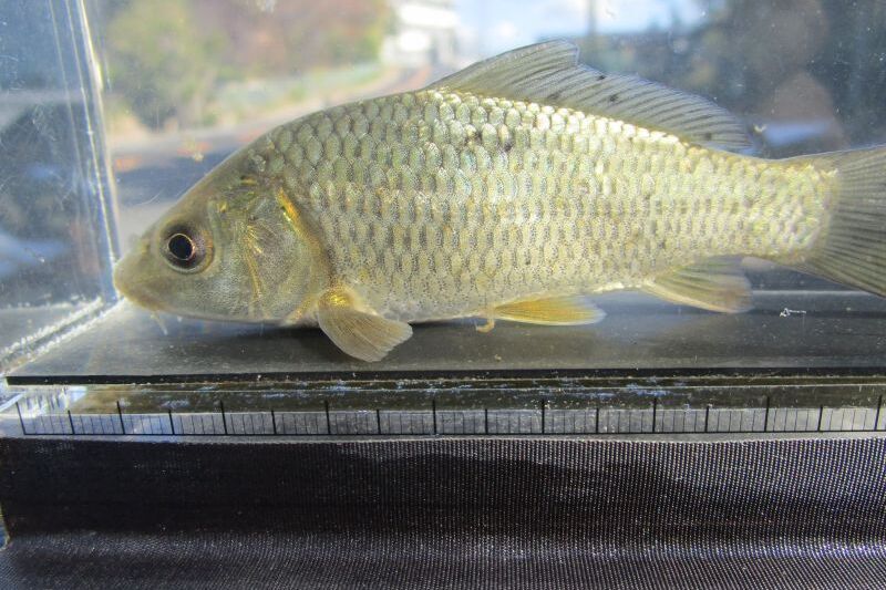 画像1: コイ　（約11cm）　福岡産