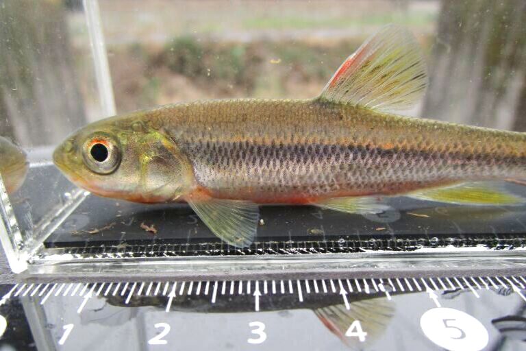 画像14: カワムツ　（中）　和歌山産　３匹セット