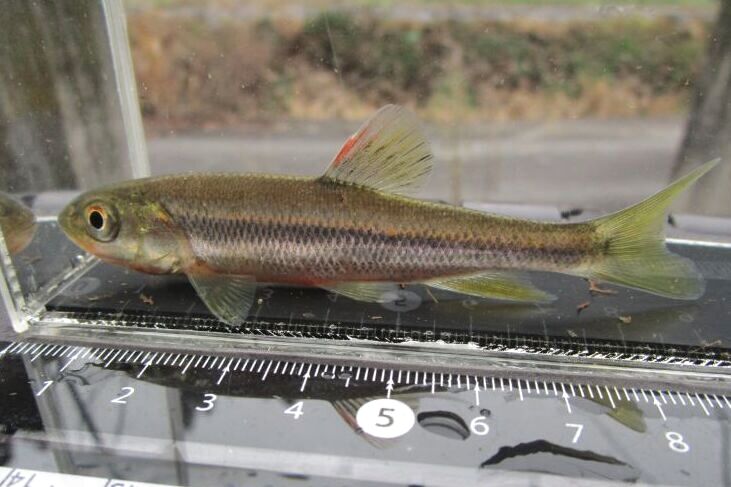 画像17: カワムツ　（中）　和歌山産　３匹セット