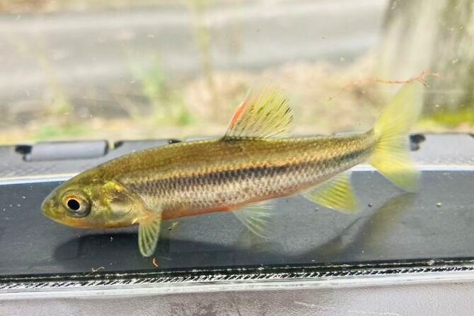 画像13: カワムツ　（中）　和歌山産　３匹セット