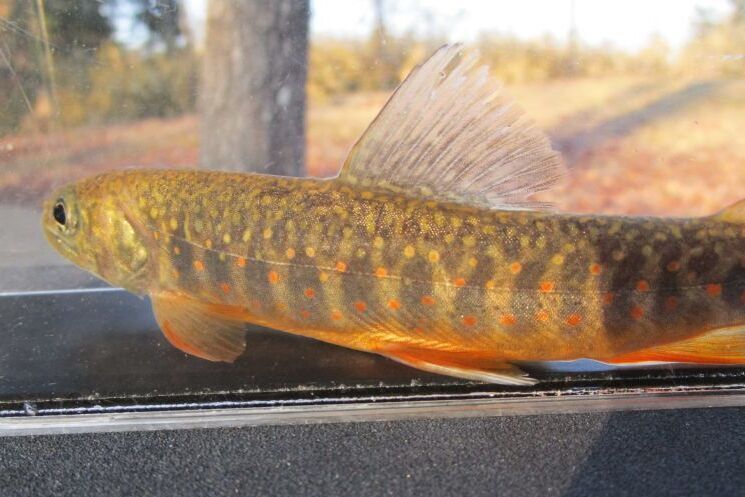 画像2: オショロコマ　（やや大）　３匹セット