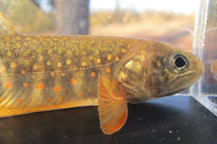 画像1: オショロコマ　（やや大）　３匹セット