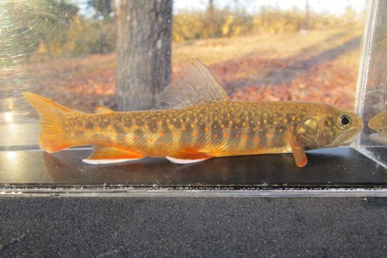 画像5: オショロコマ　（やや大）　３匹セット