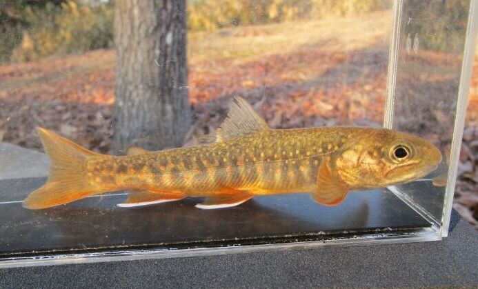 画像4: オショロコマ　（やや大）　３匹セット