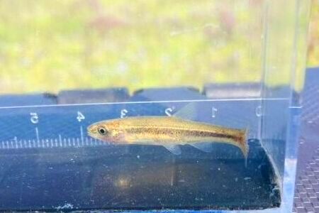 画像4: アブラハヤ　（小）　琵琶湖水系産