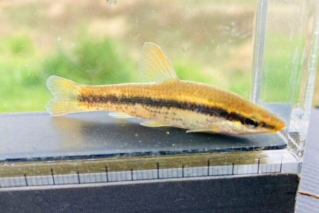 画像6: ムギツク　（約4〜5cm）　兵庫産　３匹セット