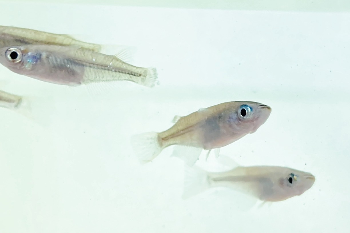 画像2: ミナミメダカ　愛媛豊後水道側産　２０匹