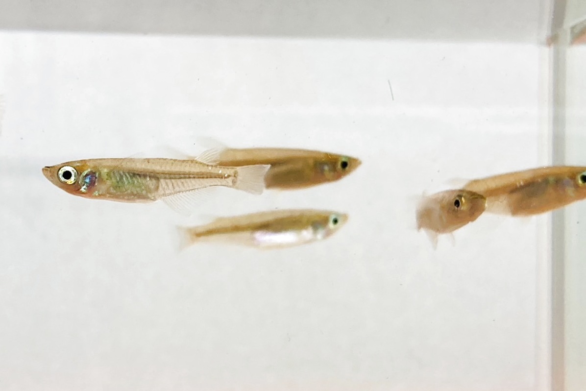 画像4: ミナミメダカ　愛媛豊後水道側産　２０匹