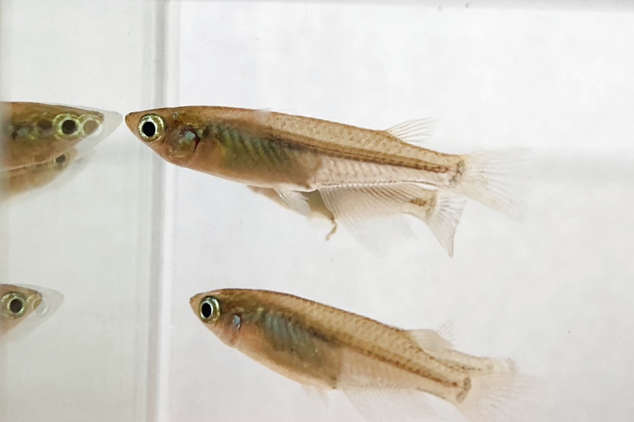 画像5: ミナミメダカ　愛媛豊後水道側産　２０匹