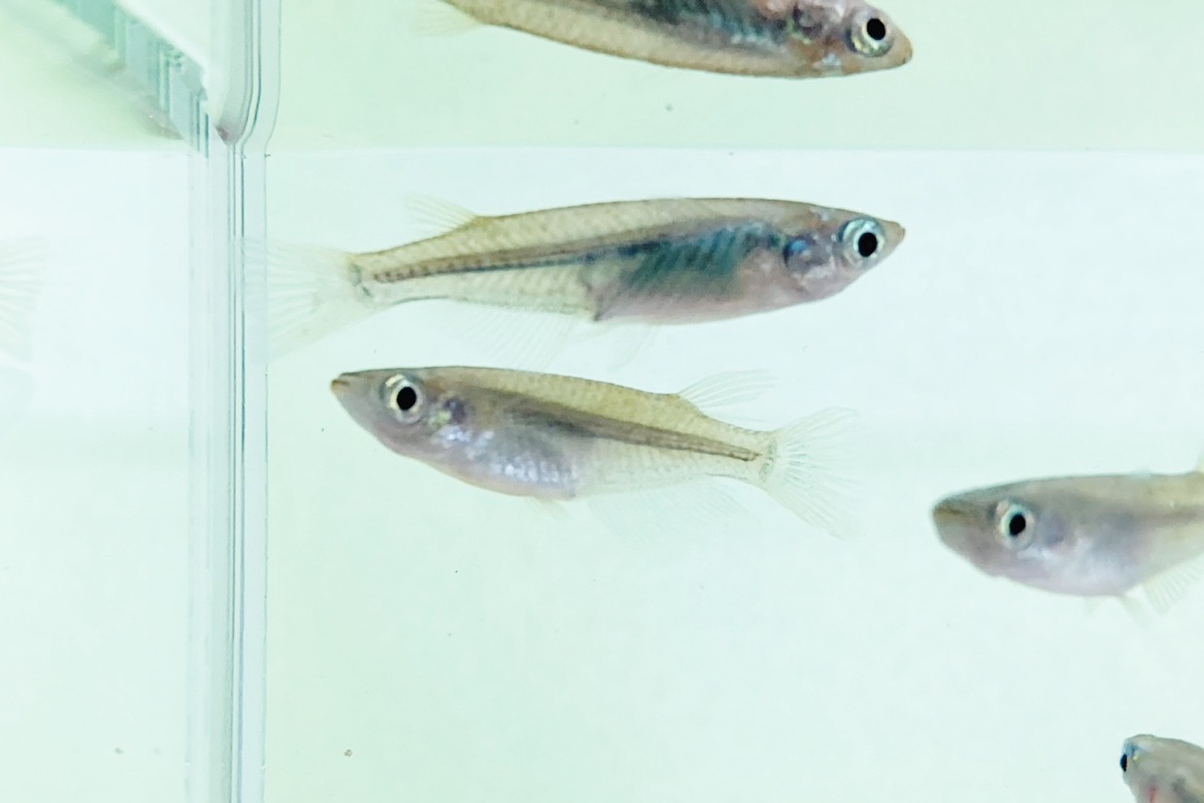 画像3: ミナミメダカ　愛媛豊後水道側産　２０匹